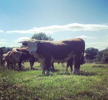 10 Benefits of Eating Grass Fed Meat - Thomas Joseph Butchery