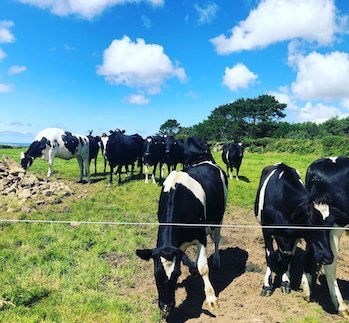 Ex Dairy Beef - Why It Should Be On Your Plate - Thomas Joseph Butchery
