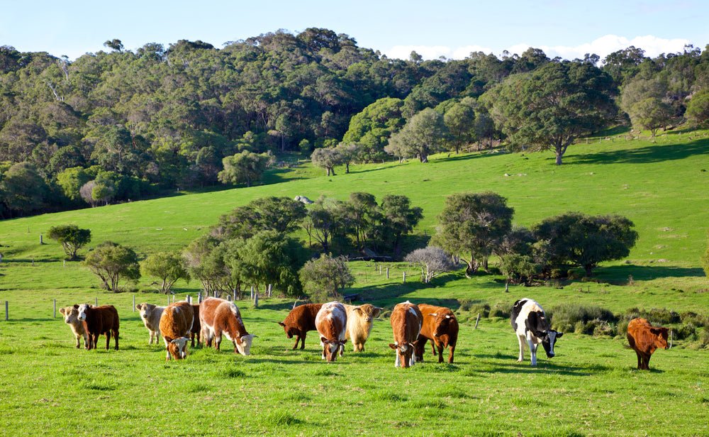 Grass Fed Meat: The Gold Standard of Ethical Farming - Thomas Joseph Butchery