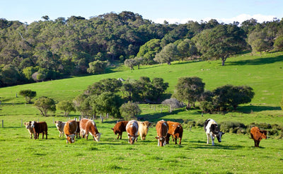 Grass Fed Meat: The Gold Standard of Ethical Farming