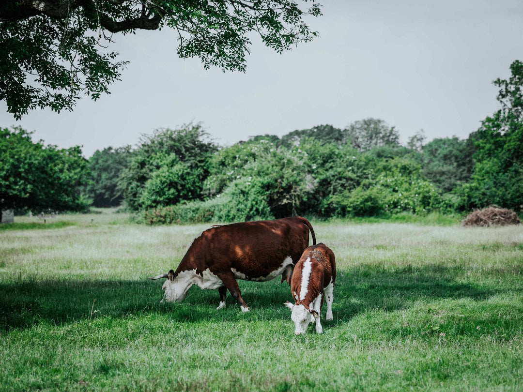 The Benefits of Eating Grass-Fed Beef from Thomas Joseph Butchery vs. Grain-Fed Beef - Thomas Joseph Butchery