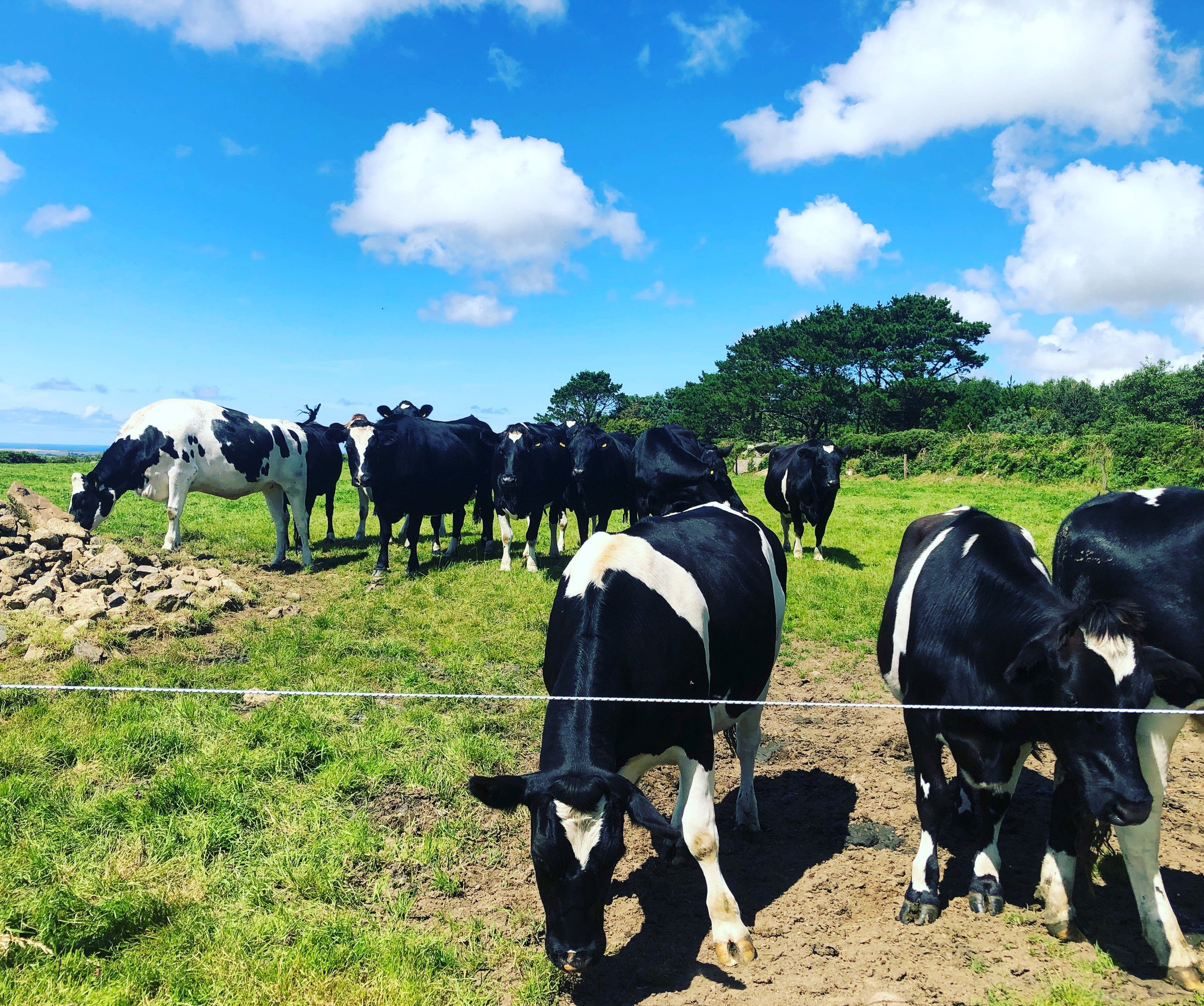 UK Ex-Dairy Beef