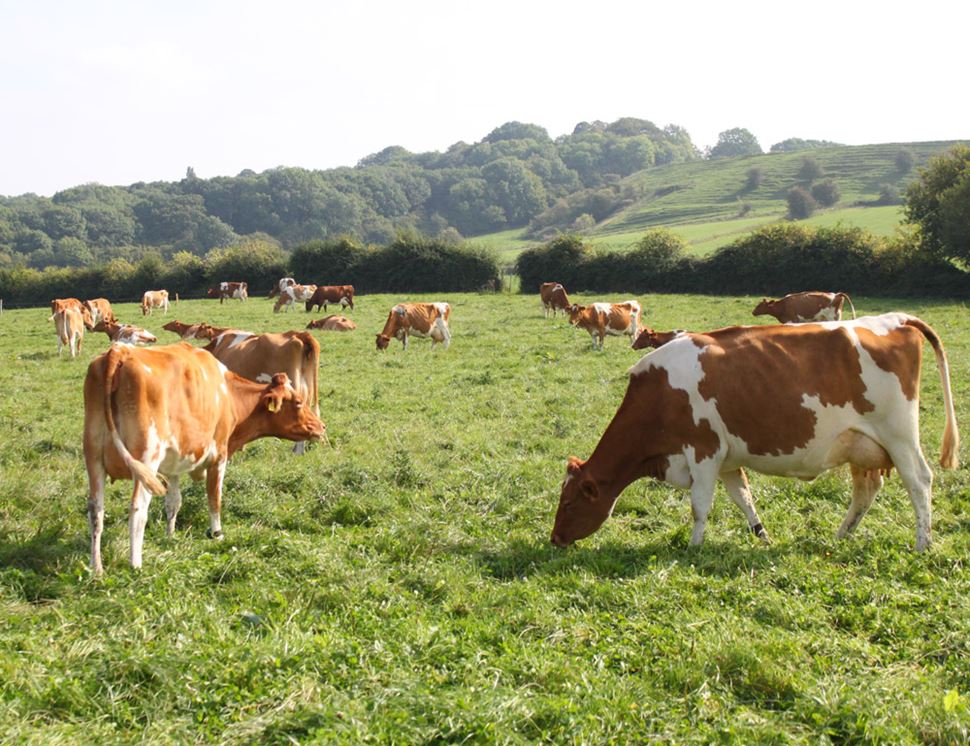 Organic Dairy | Thomas Joseph Butchery