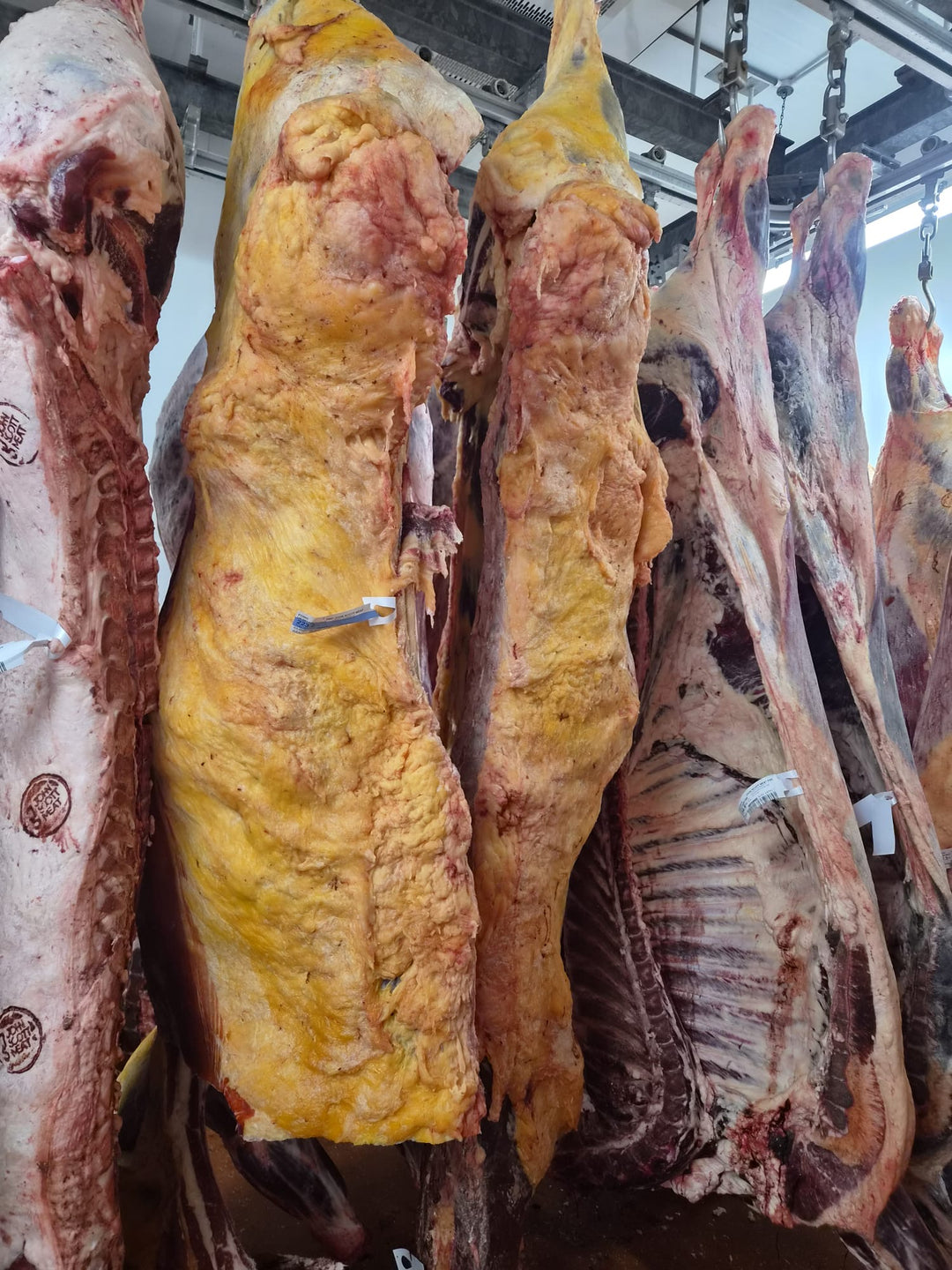 60 Day Dry-Aged Aberdeen Angus Cross (10 Years Old)