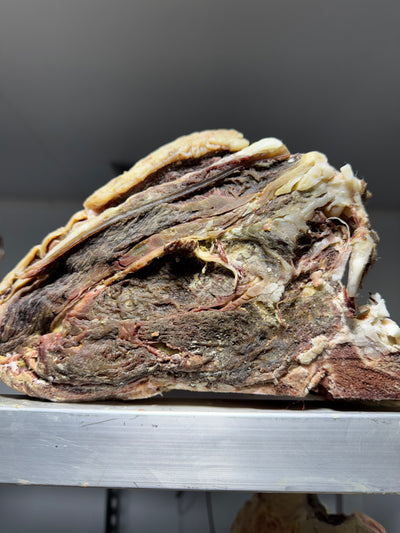95 Day Dry-Aged Italian Simmental *TJB Exclusive* Thomas Joseph Butchery