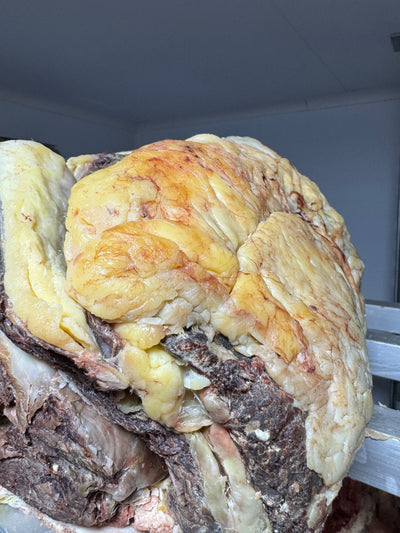 55 Day Dry-Aged Rubia Gallega *TJB Exclusive* Thomas Joseph Butchery