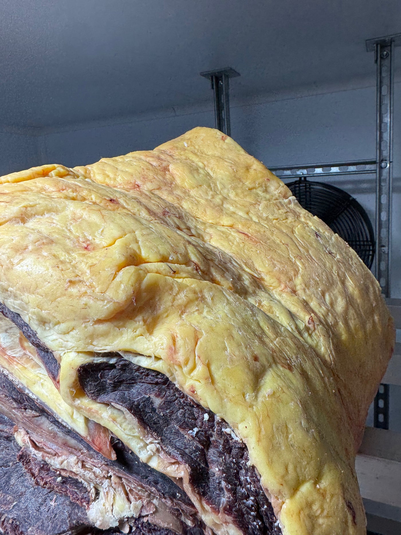 45 Day Dry-Aged Belted Galloway, 12 Years Old Thomas Joseph Butchery