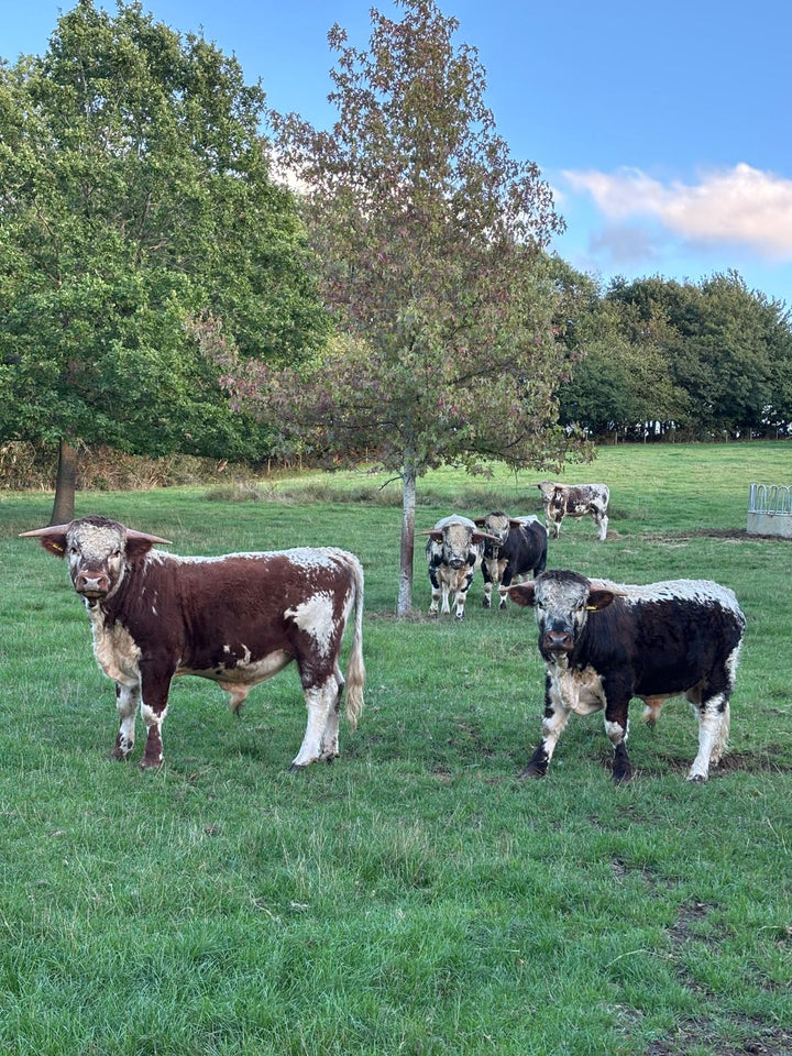 40 Day Dry-Aged Purebred Longhorn, Moors Farm